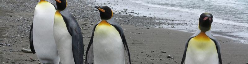 King penguins waddling on a beach in Antarctica