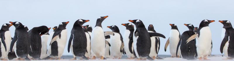A colony of gentoo penguins waddling along the shore in the Falklands Islands.