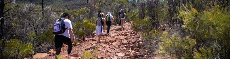 A group of travellers walking through the desert landscape of Wilpena Poun 
