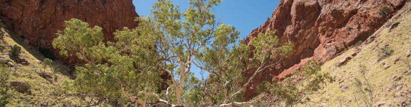 A tree perched in the middle of a gorge in West Macdonnell Ranges