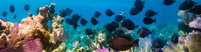 A school of tropical fish swimming over coloured coral in Belize 