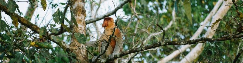 Proboscis monkey on a tree in Kinabatangan rainforest, Malaysia