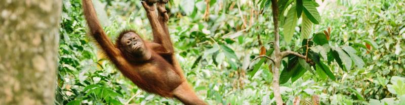 A swinging orangutan in a Sanctuary in Borneo, Malaysia
