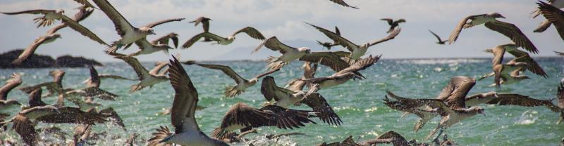 A large flock of sea birds taking flight in the Galapagos Islands