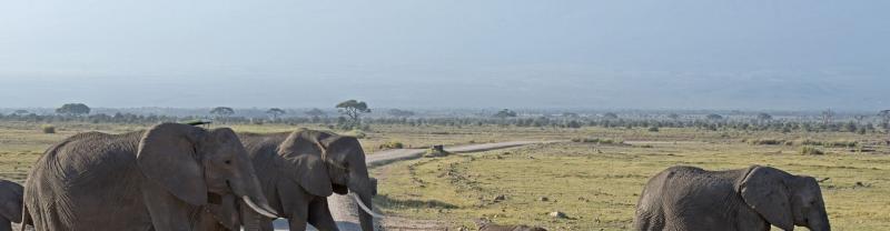 A herd of elephants crossing the road in Kenya