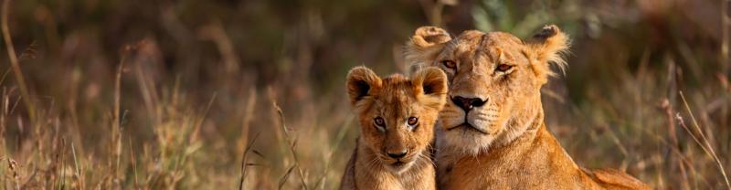 lions in Masai Mara