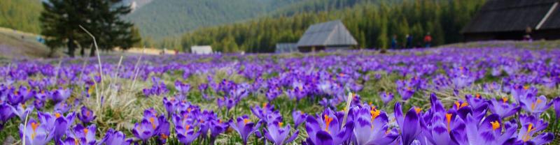 Crocuses within the Tatra Mountain Valley in Poland