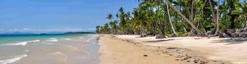 Palm trees arc over a pristine white sand beach in Queensland