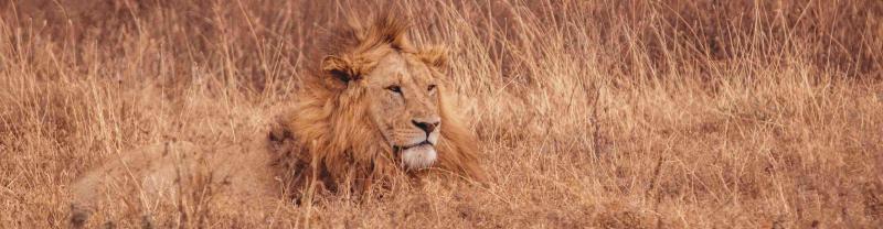A lone lion blends in with the brown grasses of the Serengeti