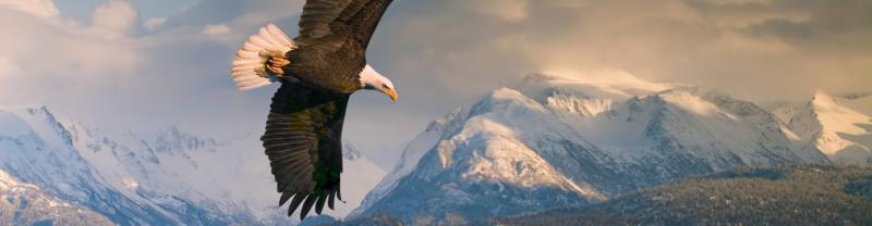 A bald eagle flying above the mountains on the Kenai Peninsula 