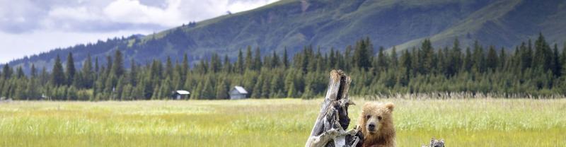 A bear on a piece of wood in the mountains in Alaska