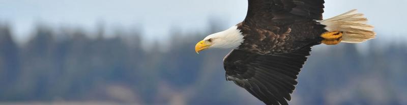 A bald eagle soaring over the Kenai Peninsula, Alaska