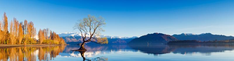 The Wanaka Willow in the middle of Lake Wanaka, NZ