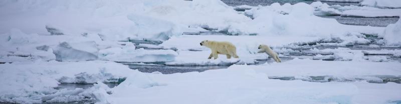 Two polar bears on the ice