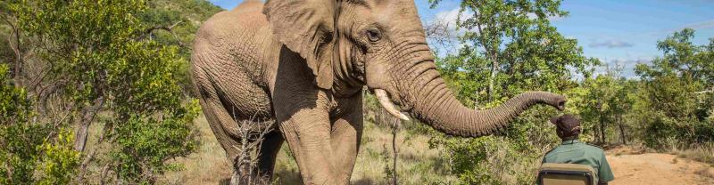 A safari guide has a close encounter with a curious elephant in Kruger National Park