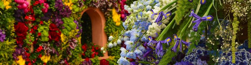 An array of colourful flowers on display at the Chelsea Flower Show