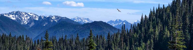 A bird soaring above the pine trees of Olympic National Park with snow capped mountains in the background