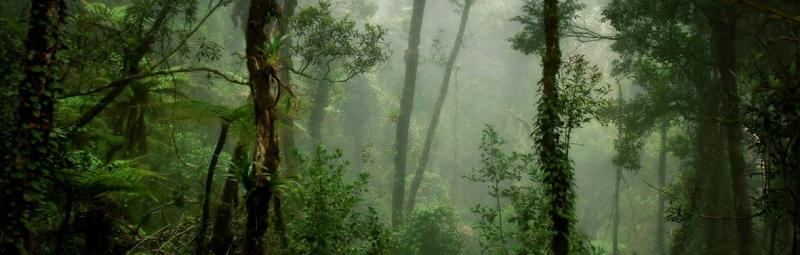 Misty dark green and shadowed forest in Borneo
