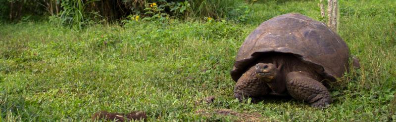 Tortoise in the Galapagos Islands
