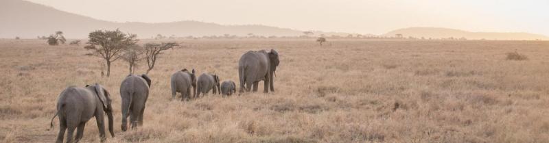 Elephant herd in the Serengeti