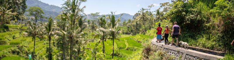 Leader shows group of travellers Sidemen rice terrace in Bali