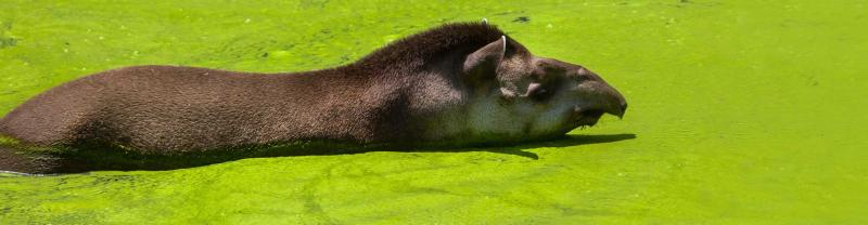 The endangered Tapir goes for a swim in the wetlands of Paraguay