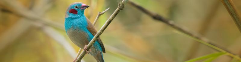 Red-cheeked cordon-bleu perched on a thin branch with blurred green background