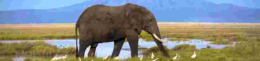 Elephant in Tanzania