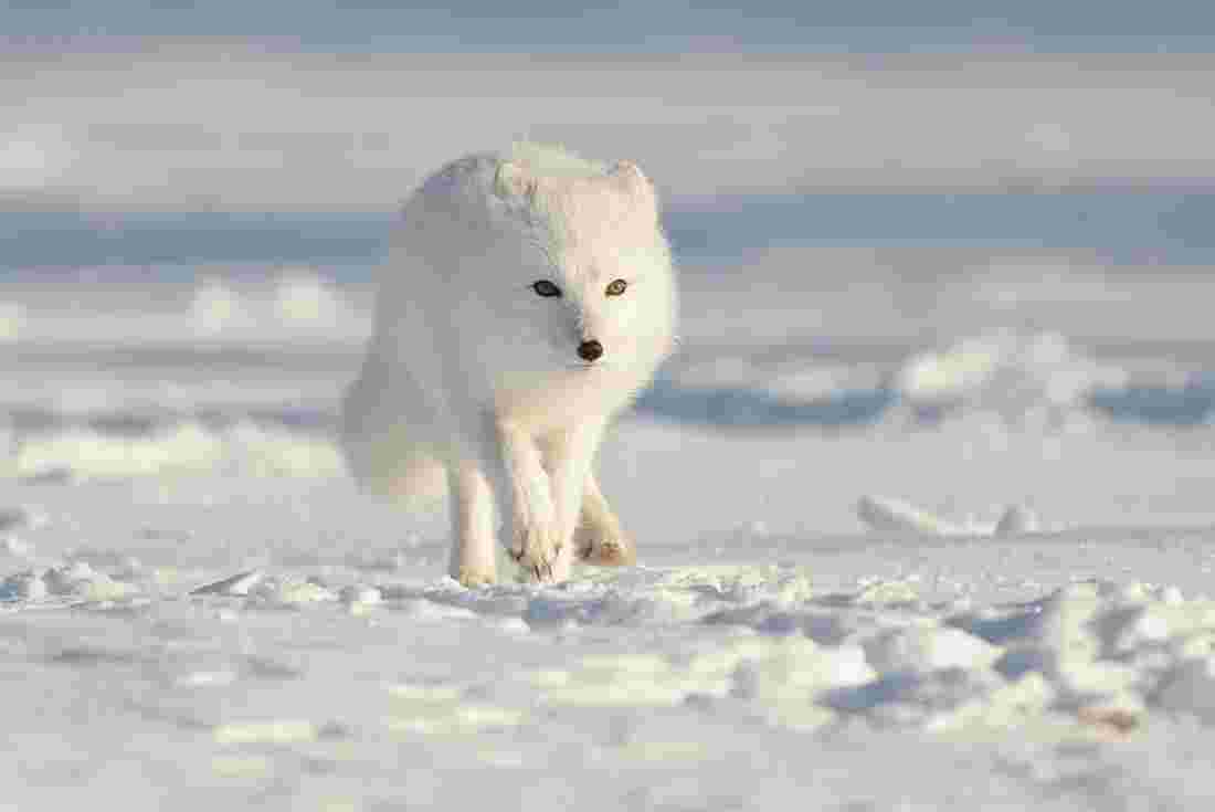 What types of animals live in the Arctic? | Intrepid Travel CA