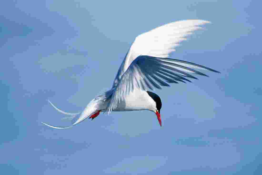 Arctic tern spreads its wings