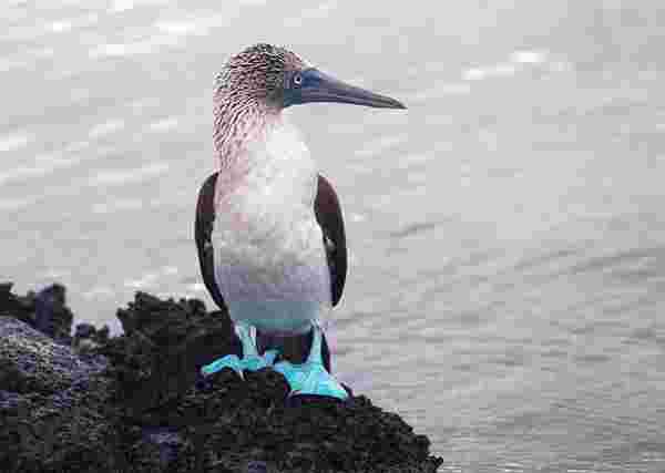 Blue footed Boobie stands on rock on Isla Genovesa