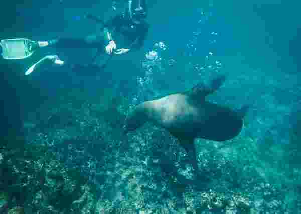 Swim with sea lions in the Galapagos Islands.