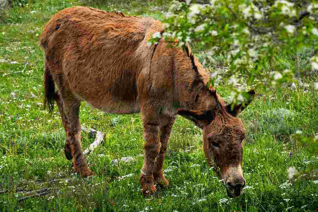 Donkey farm, Croatia