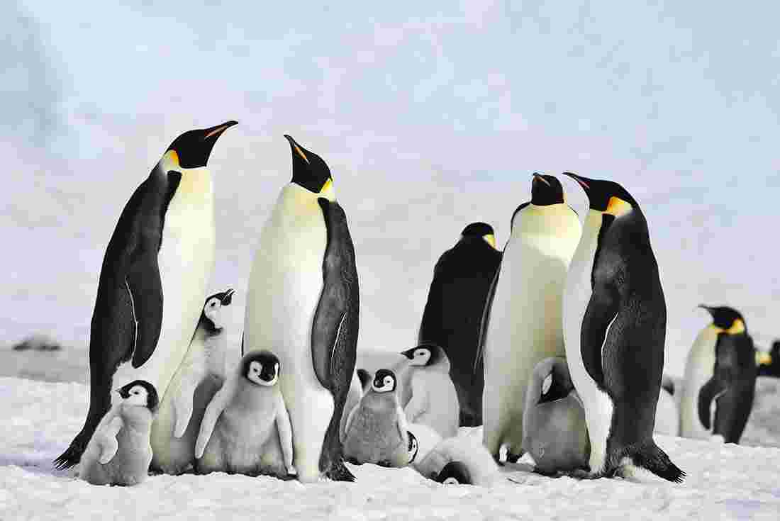 What Animals Live in Antarctica? | Intrepid Travel