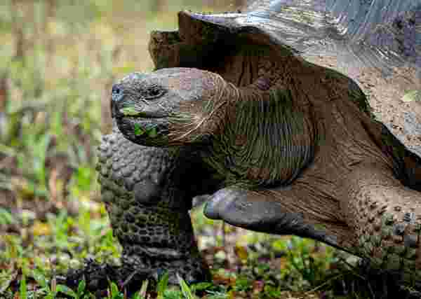 Meet giant tortoises at the Charles Darwin Research Station.