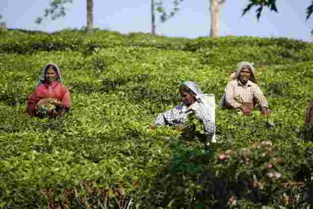 Three local women sit amongst green leaves on a tea plantation in Darjeeling