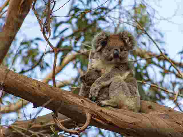 A koala in a tree on Kangaroo Island
