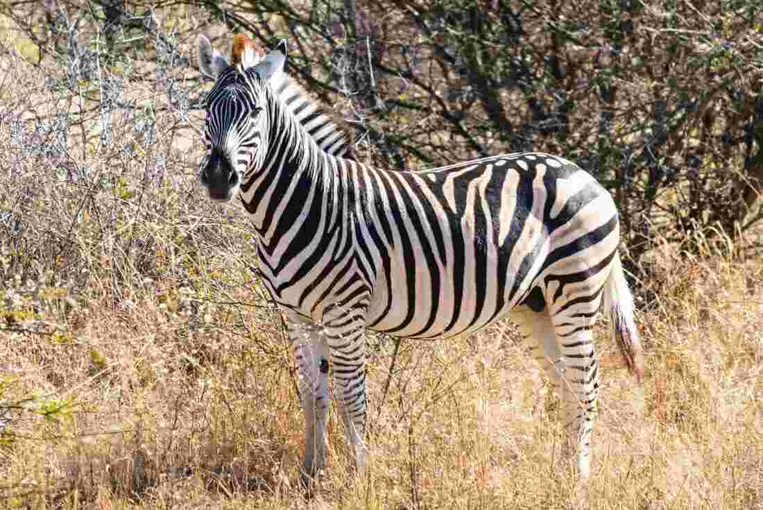 A zebra among the grass in Botswana