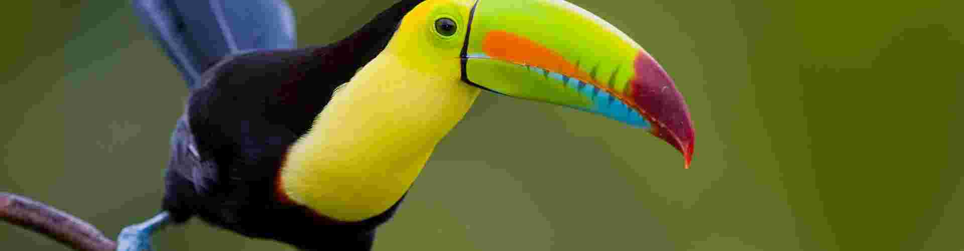 A colourful toucan perched on a branch 