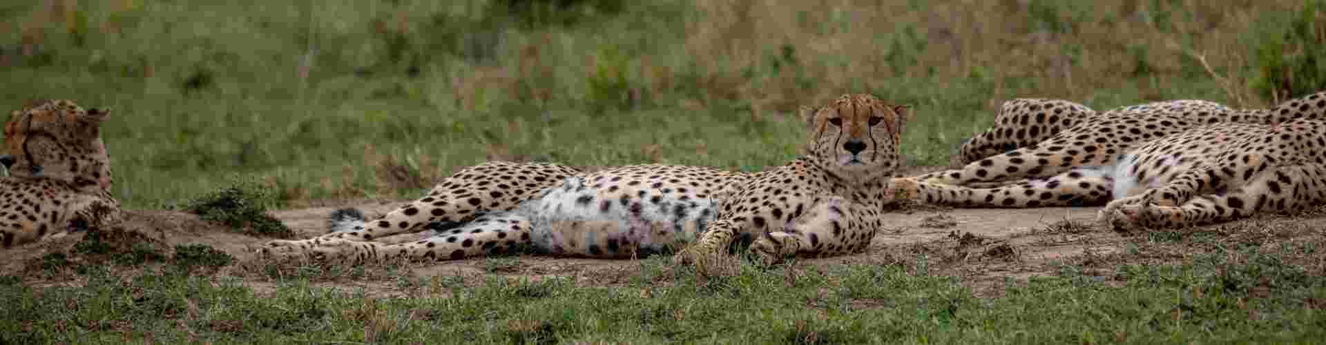 A group of cheetahs lying in the African sun 