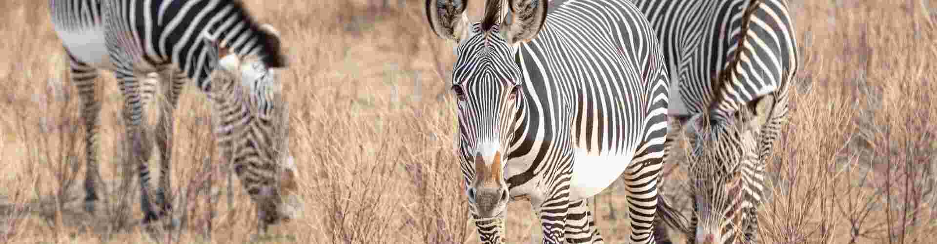 Zebras eating grass in Samburu National Park