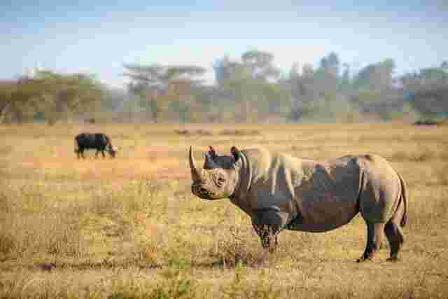 Wild rhinos roaming Lake Nakuru National Park in Kenya 