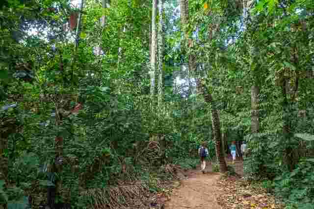 The dense greenery in the Amazon Jungle 