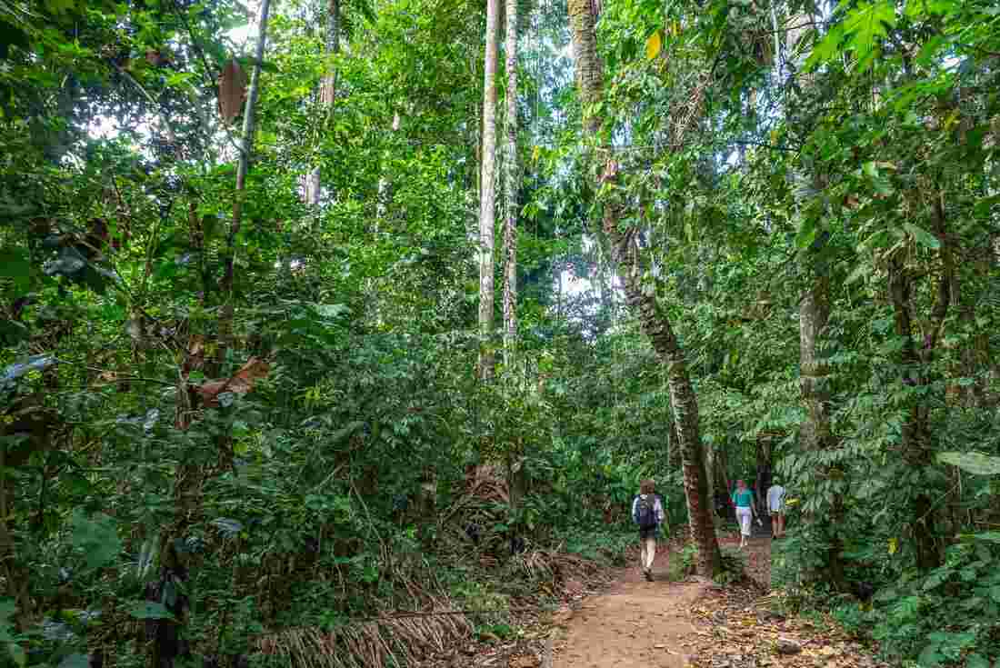 Travellers walking the Amazon Jungle