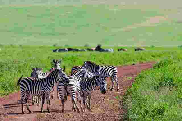 A dazzle of zebras in Ngorongoro Crater, Tanzania