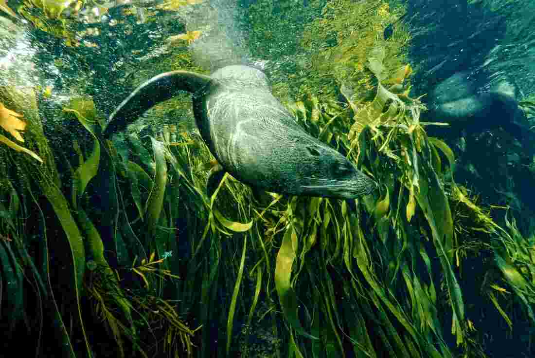 Seal swimming through seaweed