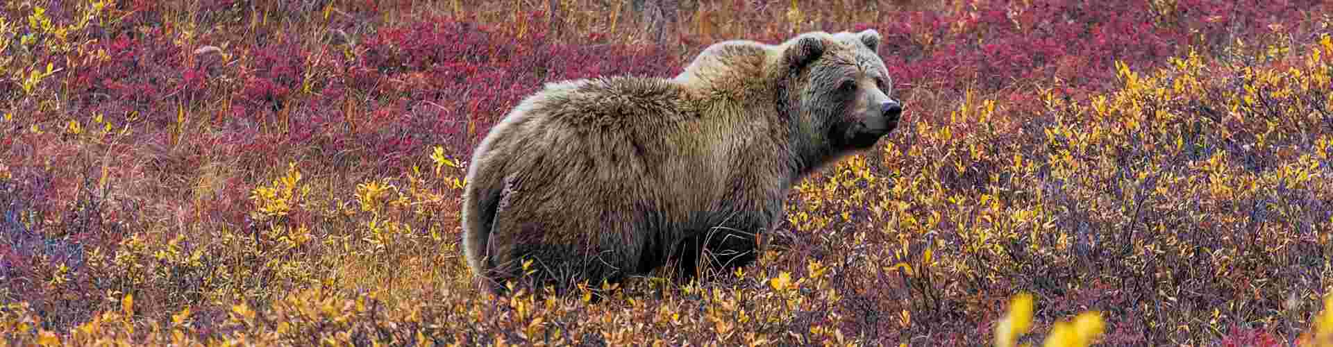 A bear in Denali National Park, Alaska