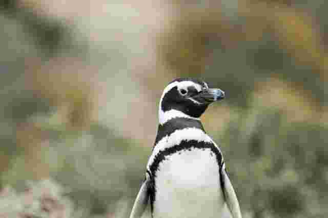Magellanic penguin up close in Patagonia. 