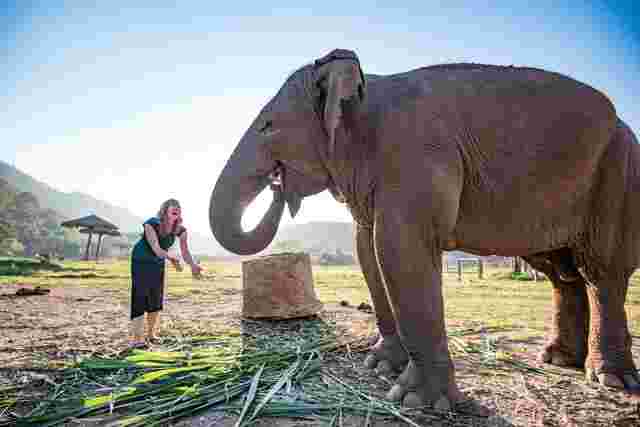 A traveller feeding an elephant in Chang Chill Elephant Sanctuary in Chiang Mai
