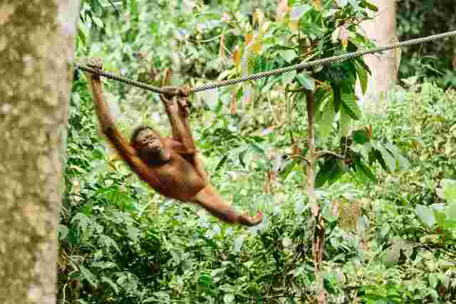 Orangutan swinging through the trees at a sanctuary in Borneo